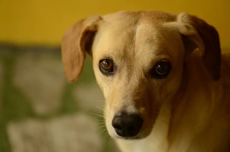 Perro asustadizo Perro asustadizo
