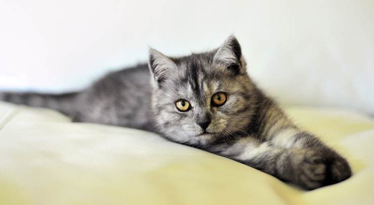 Gato acostado (Foto Pixabay)