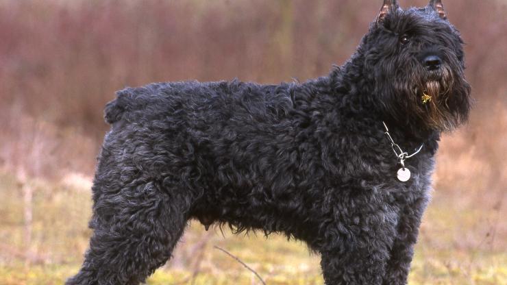 perro de montaña de flandes