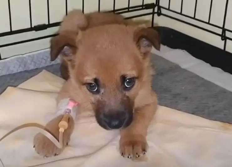 perrito atacó cuervos callejeros
