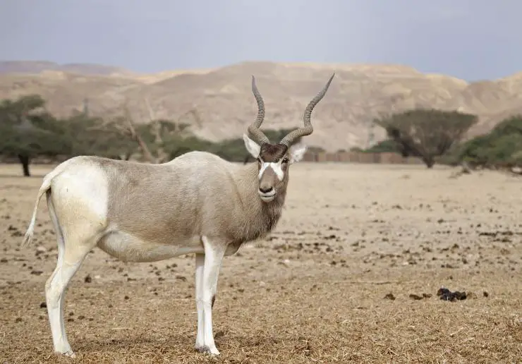 Los animales con los cuernos más largos del mundo: mamíferos y más