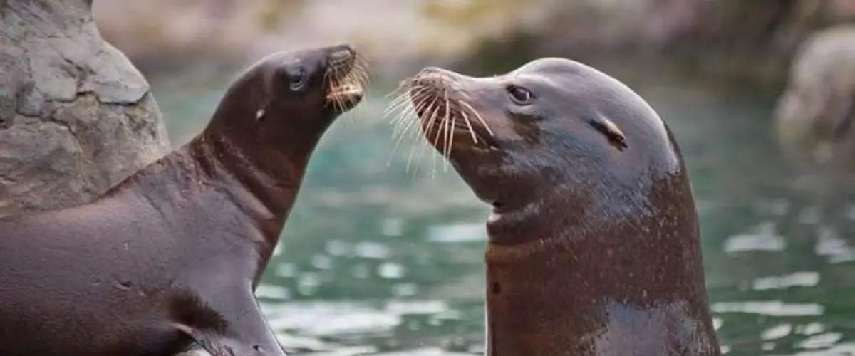 ¿León marino o foca? Esto es a lo que debe prestar