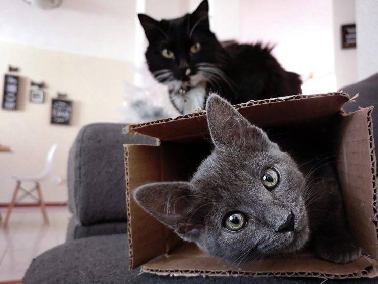 Los gatos aman las cajas