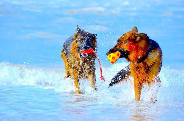 perros en el mar