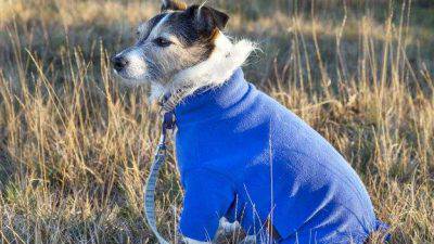 accesorios geniales para perros