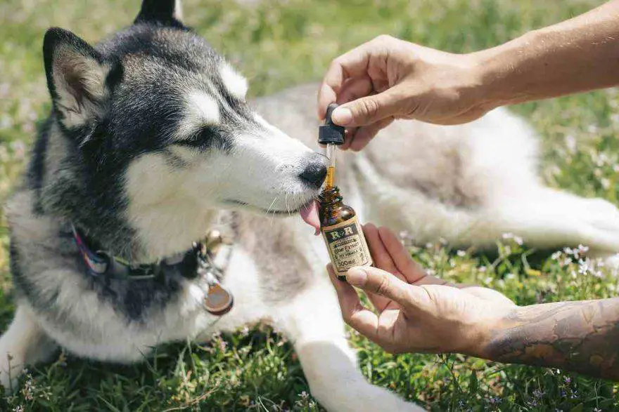 perro y aceite de coco