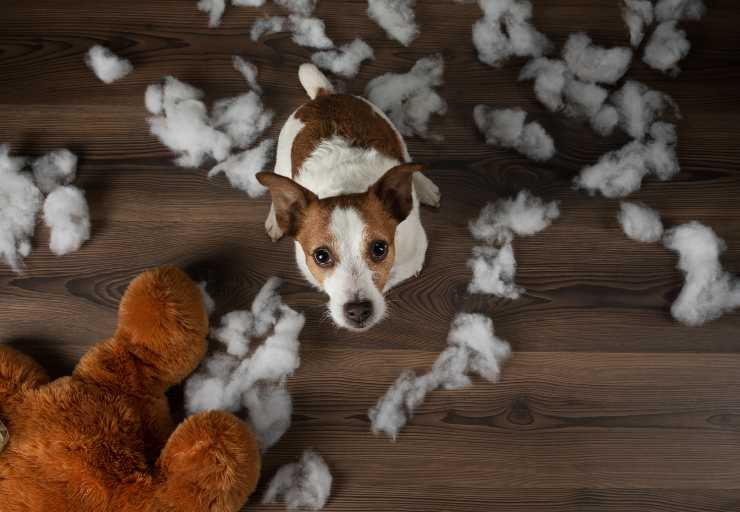 actividad para un perro destructivo