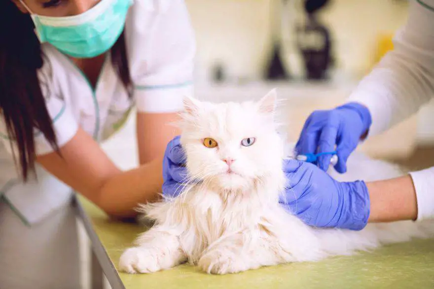 Acupuntura en gatos