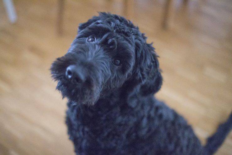 entrenar conceptos erróneos de perros