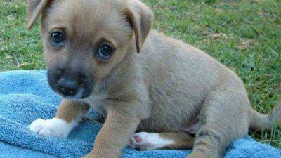 adoptar cachorro o perro adulto