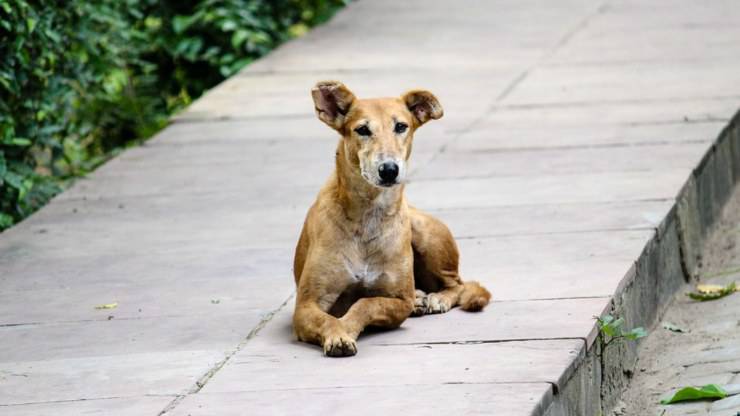 perro callejero esperando adopción adoptar un perro callejero mientras viva