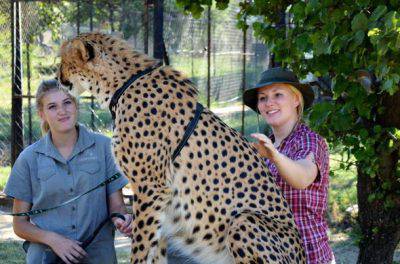 animales salvajes
