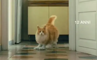 publicaciones de video