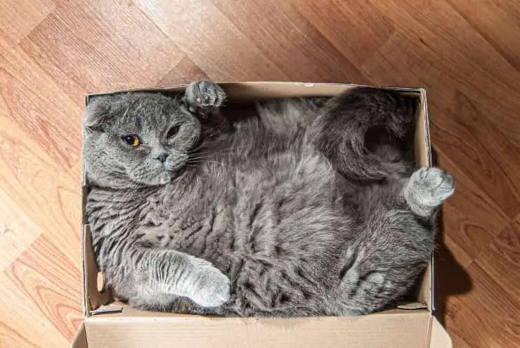 al gato le gustan las cajas