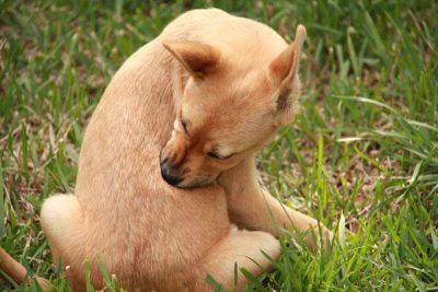 alergias a los perros