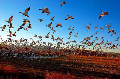 migración de aves