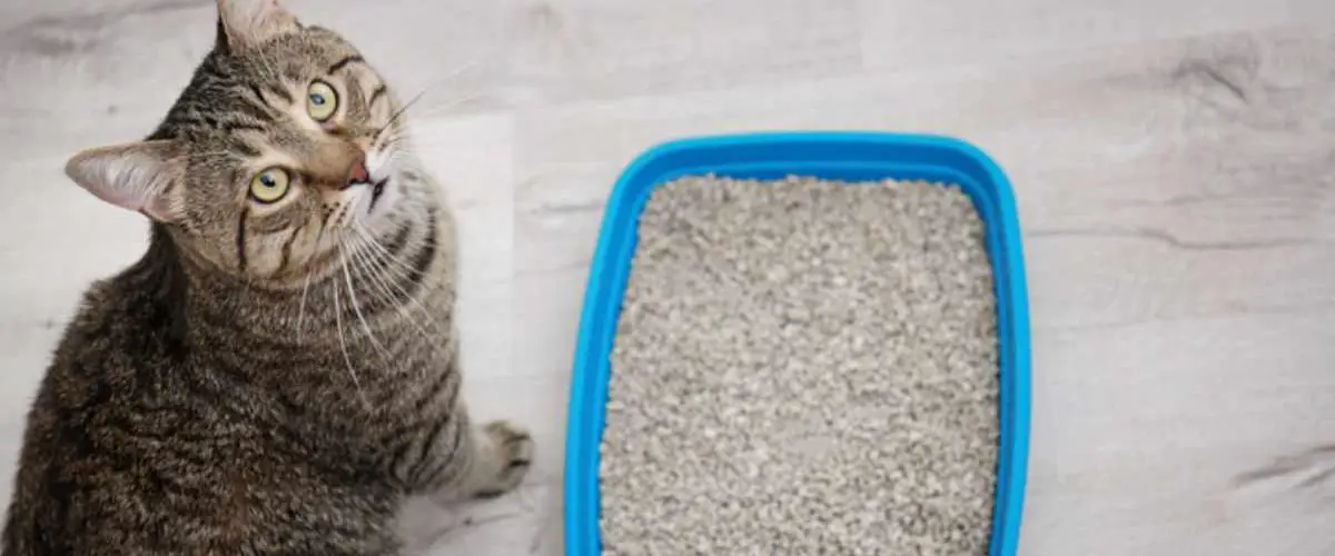 Alergia a la arena para gatos causas, síntomas y remedios 🥇 Vida con Mascotas 🥇 Alergia a la arena para gatos causas, síntomas y remedios 🥇 Vida con Mascotas 🥇