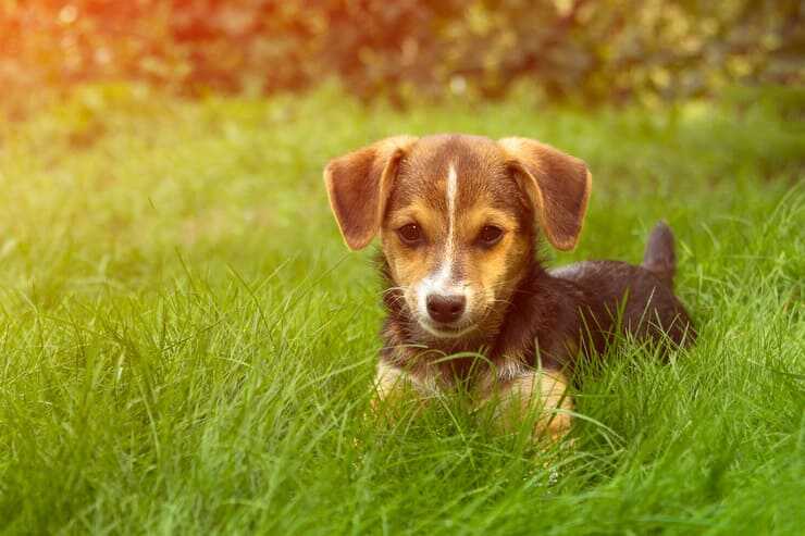perro del prado