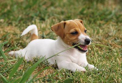 perro come hierba perro come hierba