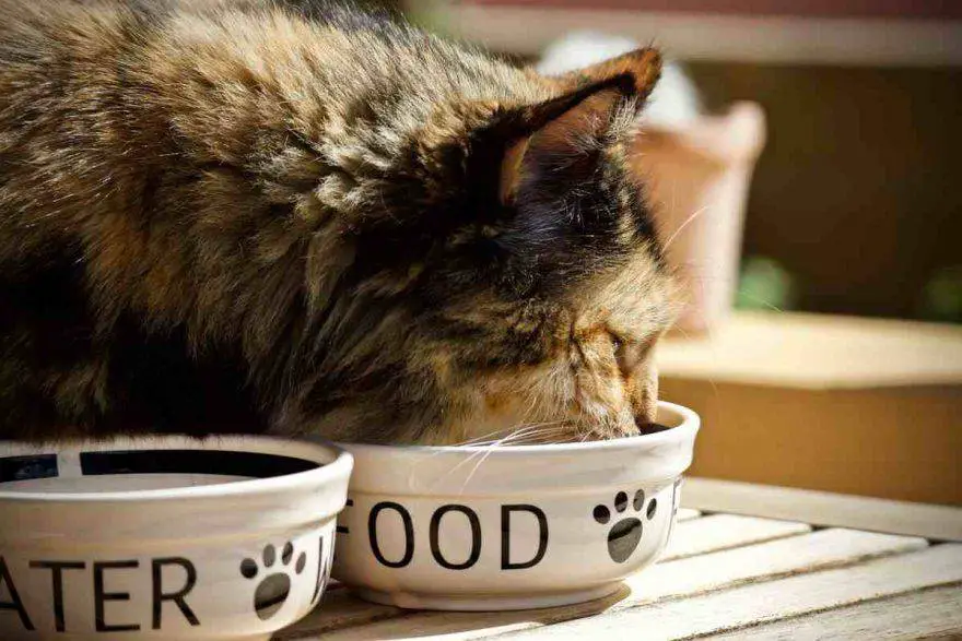 alimentación del gato