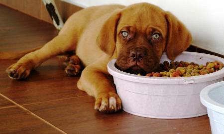 alimentando cachorro de perro