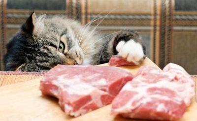 gatos de dieta vegana