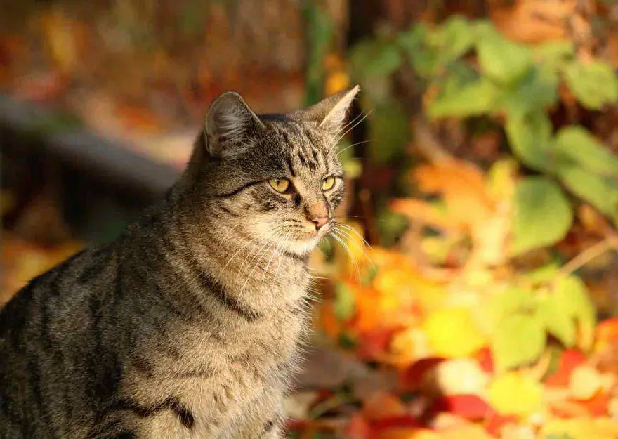 alimentación del gato de otoño