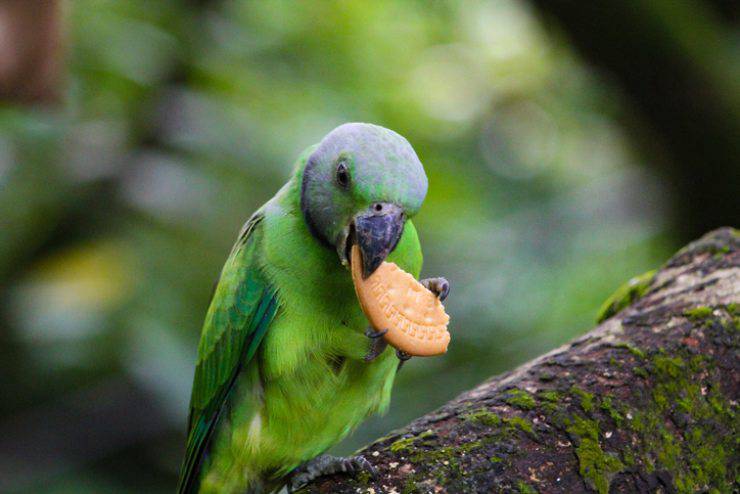 alimentos nocivos para las aves