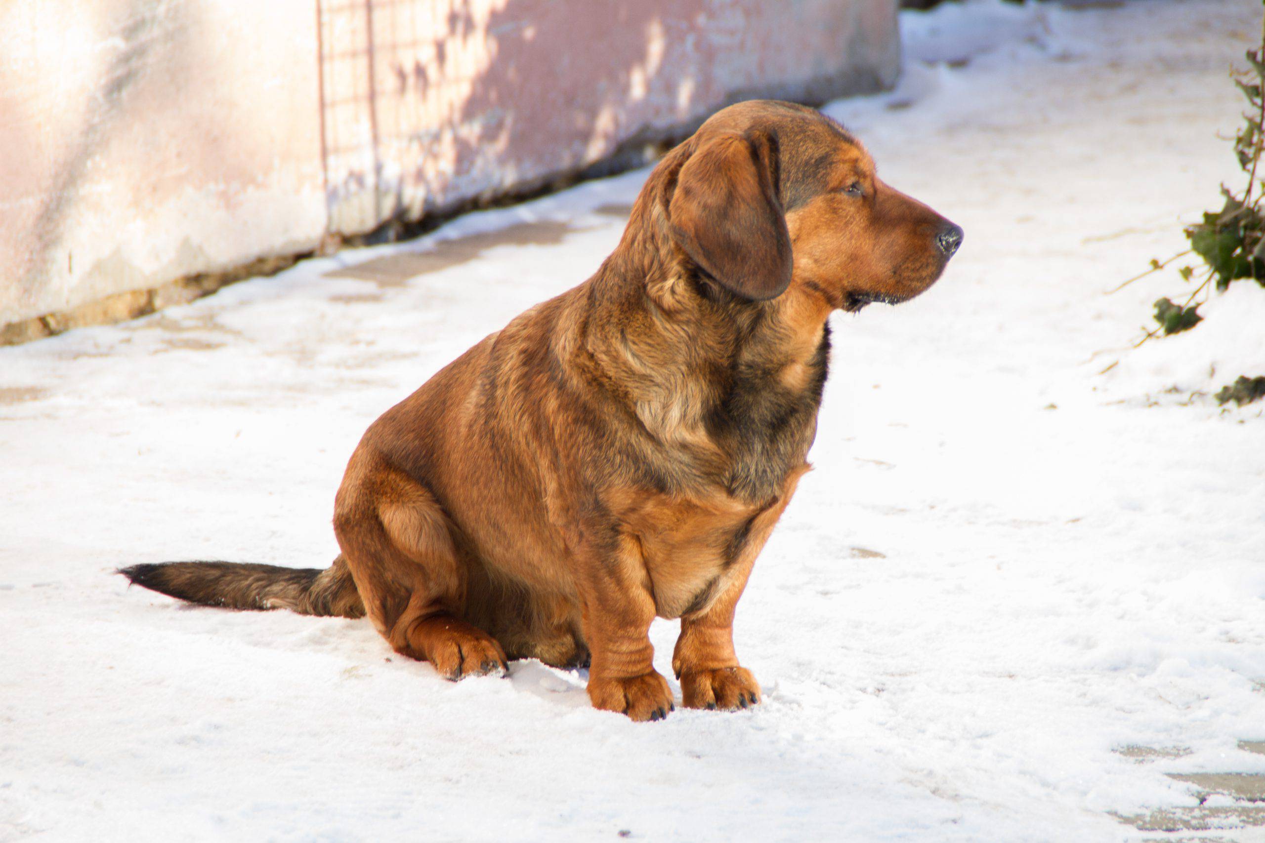 Alpenlaendische dachsbracke cucciolo