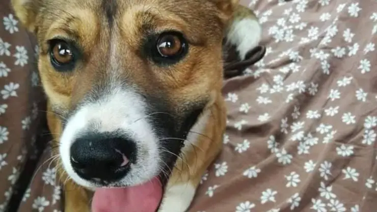 perro al