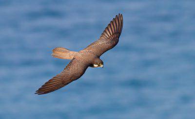 falco