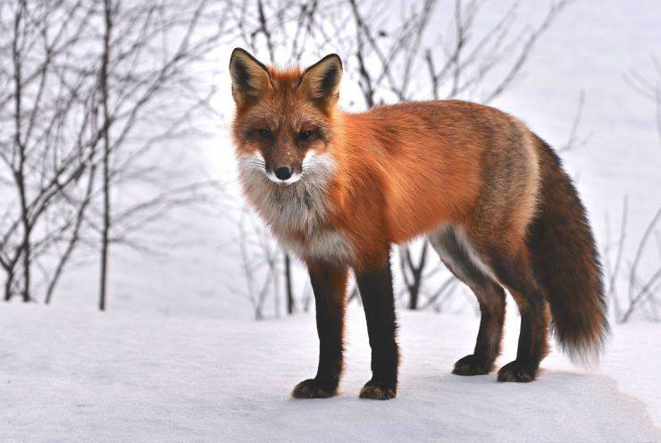 Animal salvaje como mascota