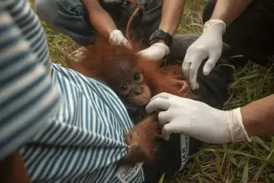 orangután
