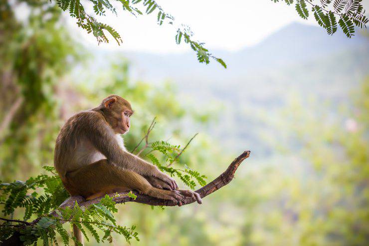 Animales que viven en los árboles: desde la iguana hasta las termitas -  Vida con Mascotas ▷➡️