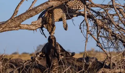 amistades animales