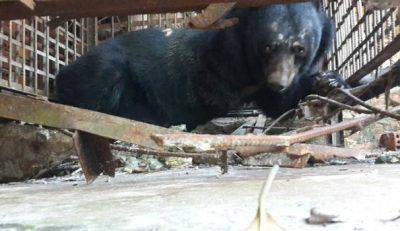 Uno de los osos rescatados - FOTO: Facebook, Animals Asia