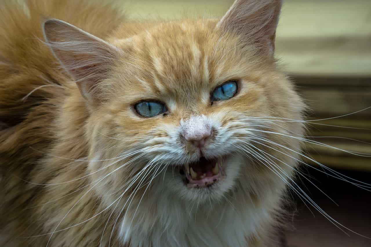 gato estrés ansiedad