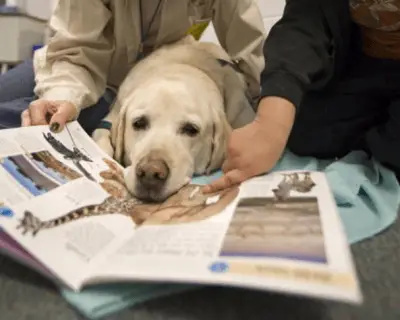 ecudación de perros- getty
