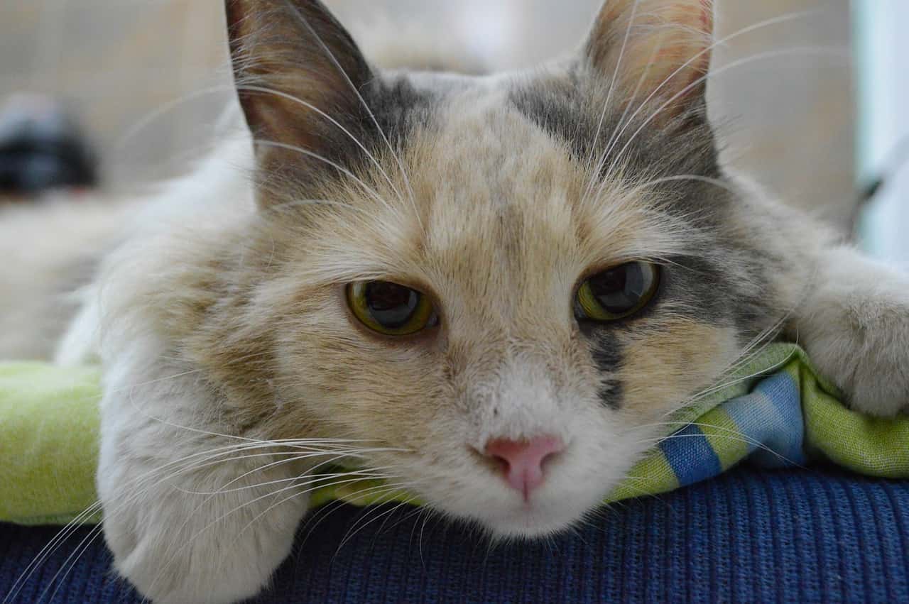 cat_artritis