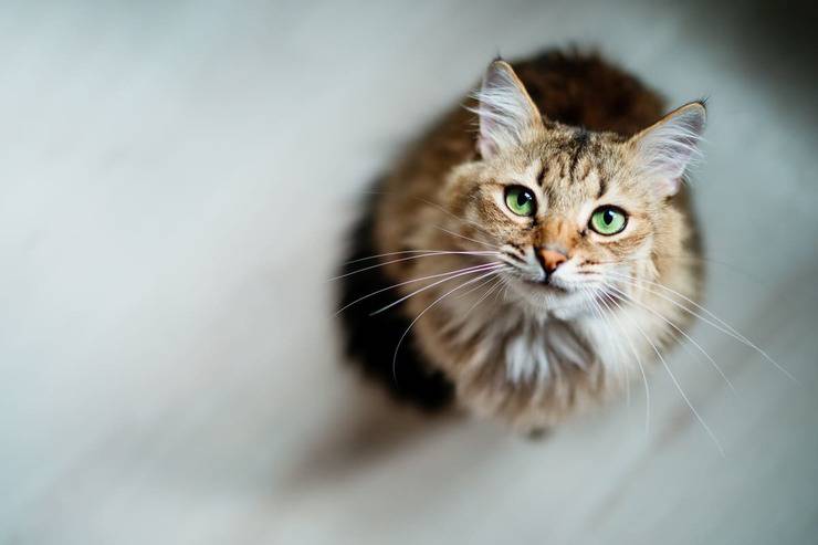 Atrofia progresiva de retina en gatos