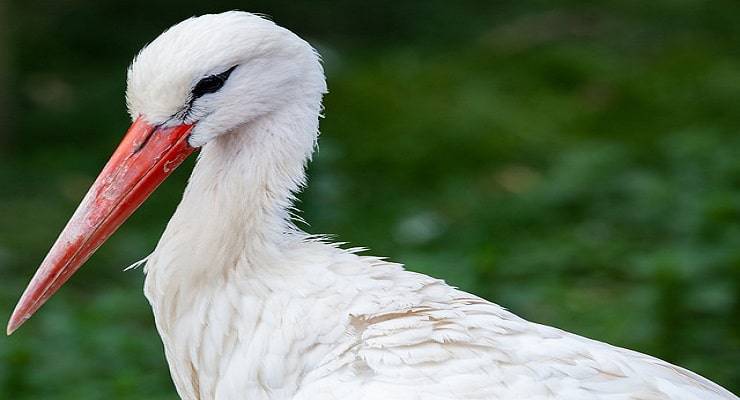 pajaros migratorios