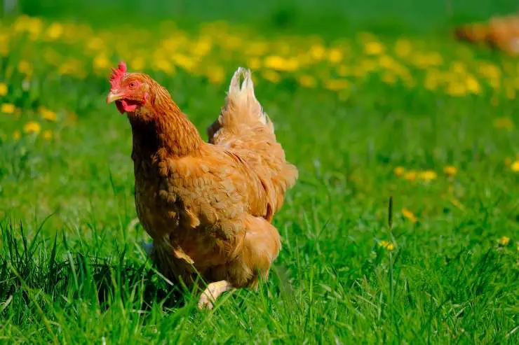 Granja de pollos