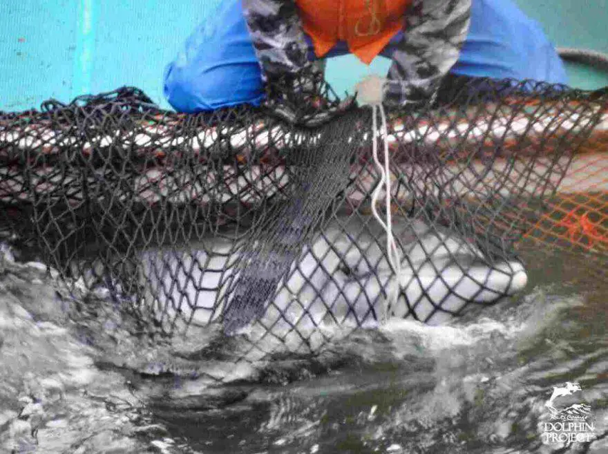 caza de delfines