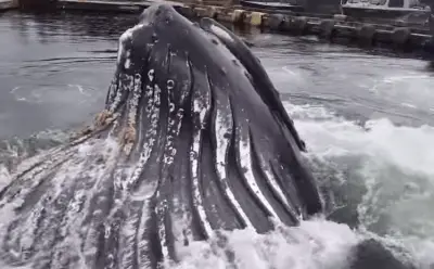 ballena