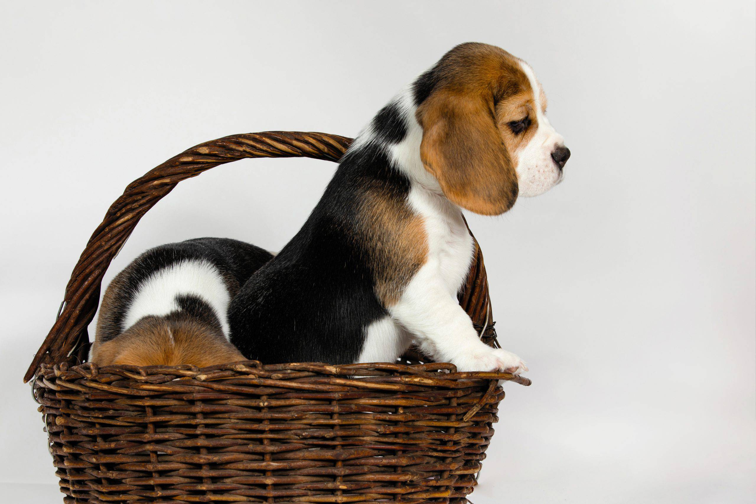 Basset Artesien Normand cucciolo