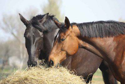 accesorios de suministro de agua potable para caballos