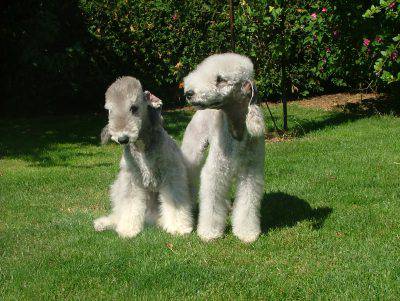 bedlington_terrier
