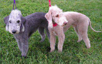 bedlington_terriers