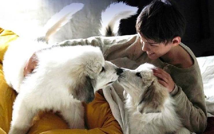 Perros y cachorros belle