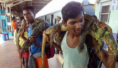 plomo de vida silvestre